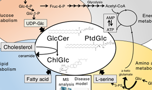 Lipidomics of glucosylated lipids in the CNS