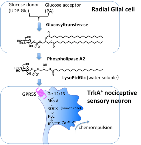 Glia-neuron interaction mediated by lysoPtdGlc and its specific receptor, GPR55.