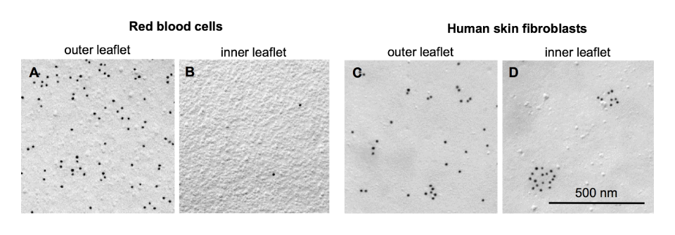 Transbilayer distribution of lipids at nano scale