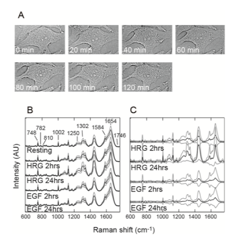 Changes in lipid metabolism during differentiation pathway of mammalian cells