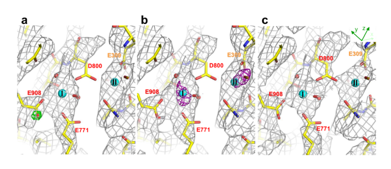 Protonation and charged states of amino-acid residues and ionsin the transmembrane region of an ion pumpanalyzed by electron crystallography of thin 3D crystals