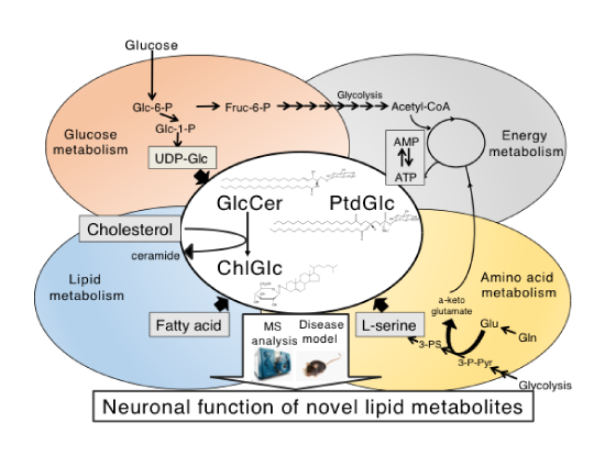 Lipidomics of glucosylated lipids in the CNS