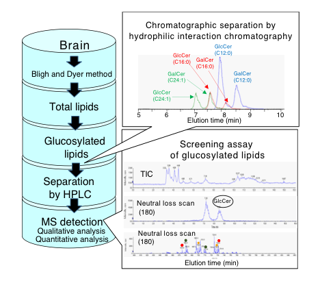 Lipidomics of glucosylated lipids in the CNS