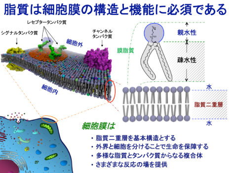 図２ 細胞膜と脂質