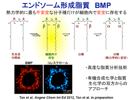 図4 エンドゾーム形成物質　BMP