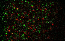 image of Single-molecule analysis