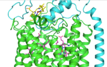 image of Analysis of membrane protein